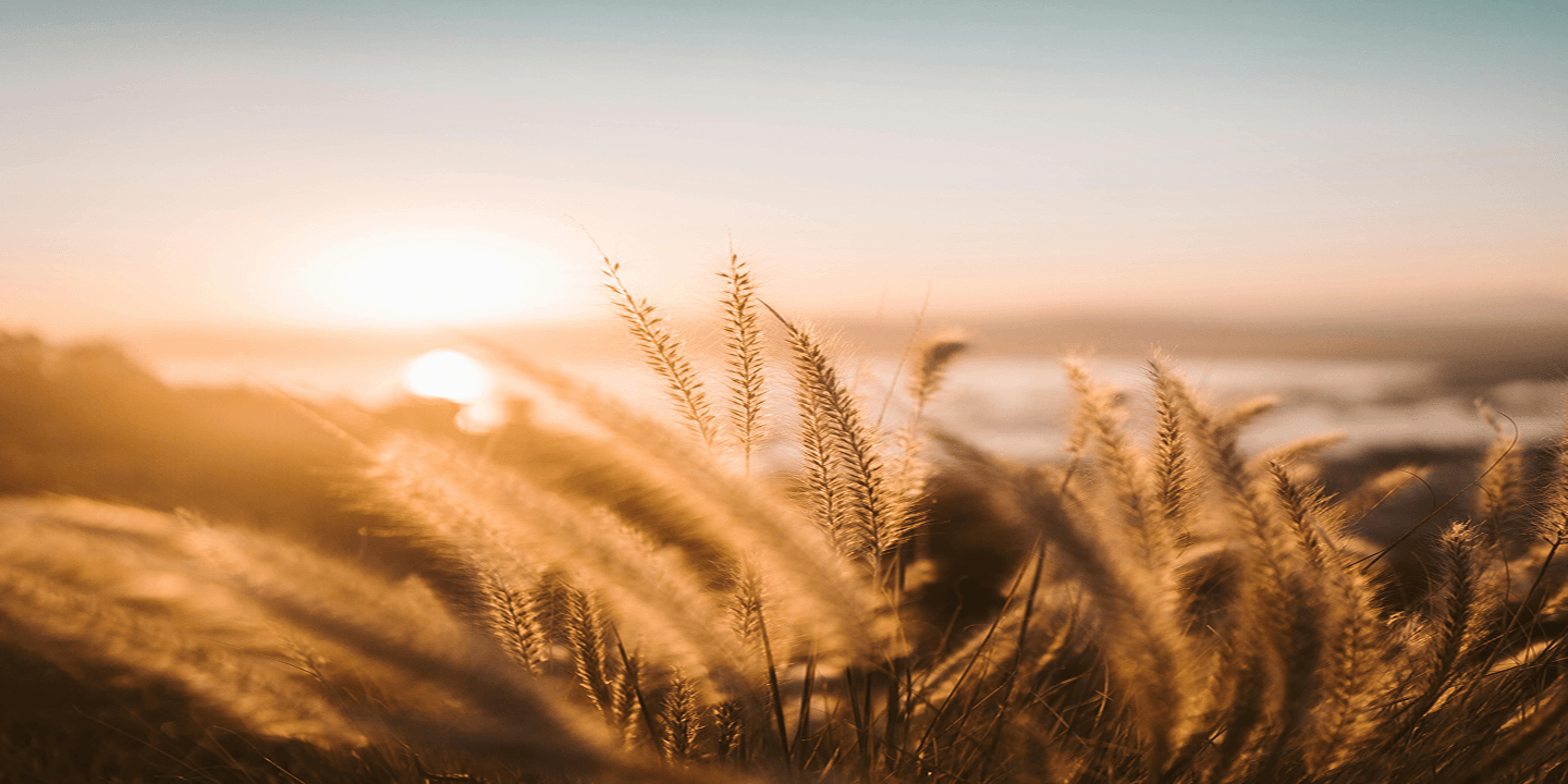 Wheatfield in the sun